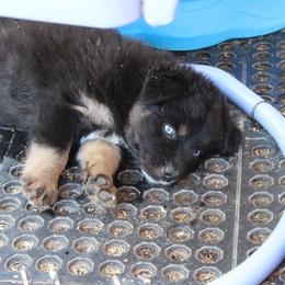 Mackenzie - Black tri-color male Australian Shepherd puppy in Sonoita, Arizona from Gardner Canyon Kennels
