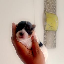 Yorkshire Terrier Puppies from Nell’s Adorable Yorkshire’s