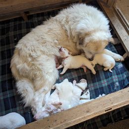 Great Pyrenees Puppies from Duck Creek Poultry Place & Wilson's Waterfowl