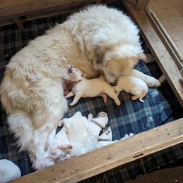 Great Pyrenees Puppies from Duck Creek Poultry Place & Wilson's Waterfowl