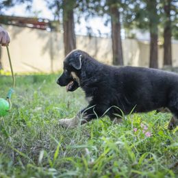 German Shepherd Puppies from Agrestal German Shepherds
