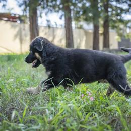 German Shepherd Puppies from Agrestal German Shepherds