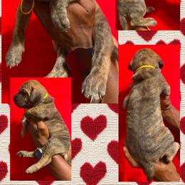 Lays - Brindle male Great Dane puppy in Wellsville, New York from Prophecy Danes