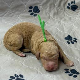Green - Apricot male Goldendoodle puppy in Rockford, Ohio from 419 Goldendoodles