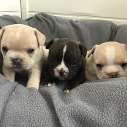 French Bulldog Puppies from Roughneck Frenchies