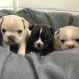 French Bulldog Puppies from Roughneck Frenchies
