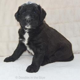 Sequoia - Black male Goldendoodle puppy in Lancaster, Pennsylvania from Doodles in the Skye