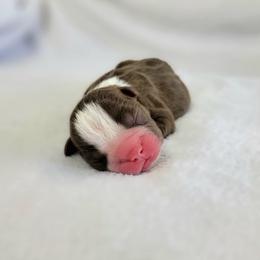 Boston Terrier Puppies from White Valley Boston Terriers
