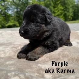 Purple AKA Karma - Black and silver female German Shepherd puppy in Terra Alta, West Virginia from Shepherd Country Farm and Kennels