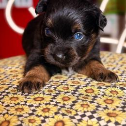 Plum - Black tri female Miniature Australian Shepherd puppy in Buchanan, Georgia from Stanleyville Farm Mini Aussies