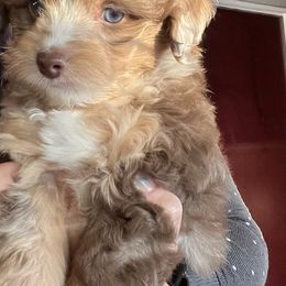 Green Collar Red Merle - Red merle Aussiedoodle puppy in Tonopah, Arizona from Lazy T9 Ranch