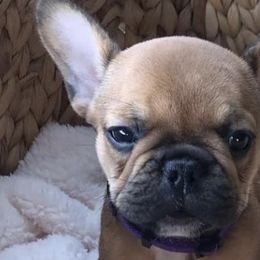 French Bulldogs from Southern Farmhouse Frenchies