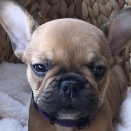 French Bulldogs from Southern Farmhouse Frenchies