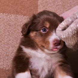 Miniature Australian Shepherds from West coast mini aussies