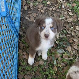 Girl 3 - Red tri-color female Australian Shepherd puppy in Lakeland, Florida from Infinite Aussies