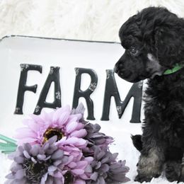 Pomeranian and Poodle Puppies from Sky’s the Limit Cloud K9’s