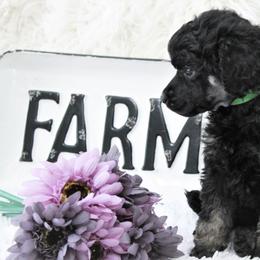 Pomeranian and Poodle Puppies from Sky’s the Limit Cloud K9’s