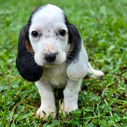 Pidgey - Black white and tan female Basset Hound puppy in Lebanon, Ohio from Golden Acres D & B