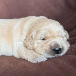 Blue Boy - Light golden male Golden Retriever puppy in Scio, Oregon from Stackhouse Family Farm