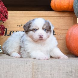 Bronx - Miniature Australian Shepherd puppy from 4 Seasons Aussies