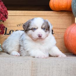 Bronx - Miniature Australian Shepherd puppy from 4 Seasons Aussies