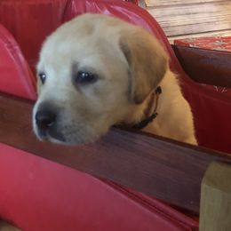 Labrador Retriever Puppies from Nosterfields Labradors