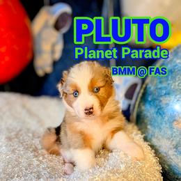 Australian Shepherd Puppies from Firelight Australian Shepherds