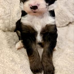Pink collar girl - Tri-color female Bernedoodle puppy in Lake, Michigan from 3 King Doodles & Poodles