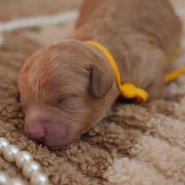 Daisy - Red  female Goldendoodle puppy in Naples, Florida from Goldendoodles Of Naples,INC