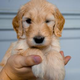 Iris (dark pink) - Apricot female Goldendoodle puppy in Portsmouth, Virginia from Hopping Howlers Ranch