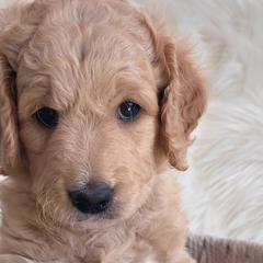 Boy 1 Cupid - Goldendoodle puppy in Grantville, Pennsylvania from Hershey PAw Doodles