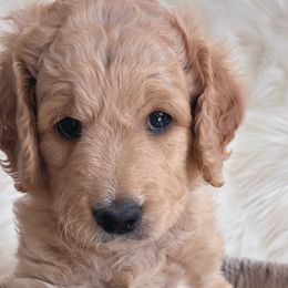 Boy 1 Cupid - Goldendoodle puppy in Grantville, Pennsylvania from Hershey PAw Doodles