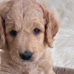 Boy 1 Cupid - Goldendoodle puppy in Grantville, Pennsylvania from Hershey PAw Doodles