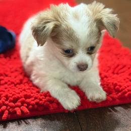 Franklin (Ben) - Fawn and white male Chihuahua puppy in Ochlocknee, Georgia from High Cotton Chihuahuas
