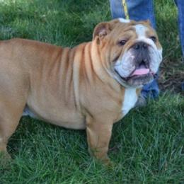 Nox - Bulldog