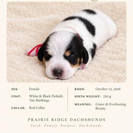 Mara - Piebald female Dachshund puppy in Firesteel, South Dakota from Prairie Ridge Dachshunds
