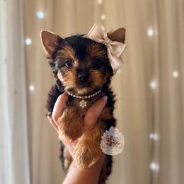 Dolly (Price 4,813) - Black and tan female Yorkshire Terrier puppy in Pittsburg, California from Crystal Garden Yorkies