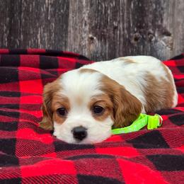 Henry - Blenheim male Cavalier King Charles Spaniel puppy in Preston, Maryland from Katie's Pups