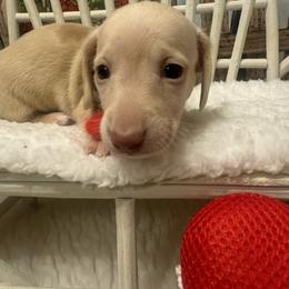 FOUND NEW HOME - Cream female Dachshund puppy in Polo, Missouri from Blue Tails Farm