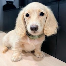 Sunny - Cream male Dachshund puppy in Bradenton, Florida from Winsor Family Dachshunds