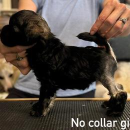 No collar - Silver sable female Lowchen puppy in Lexington, Kentucky from Willowcreek Kennel