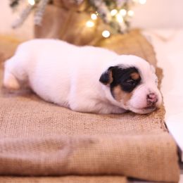 Theodore - Tri-color male Jack Russell Terrier puppy in West Bend, Iowa from Blue Skies Terriers