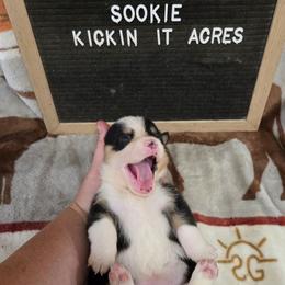 Sookie - Black and tan female Pembroke Welsh Corgi puppy in Chariton, Iowa from Kickin It Acres BCs