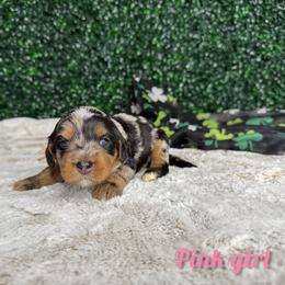 Pink girl - Blue merle female Bernedoodle puppy in Modesto, California from Two Doods Doodles