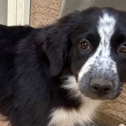 Babette - Australian Shepherd puppy from Honey and Fig Farm