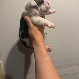 Sean John - Red brindle and white male Bulldog puppy in Topeka, Kansas from Midwest Monster Made Bulldogs