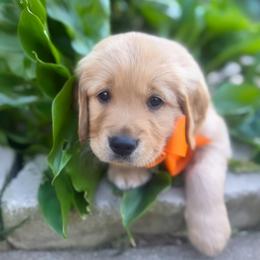 Australian Labradoodle, Cockapoo, Goldendoodle, and Golden Retriever Puppies from Hope Lane Kennels