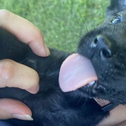 Doc-brown collar - Black Labrador Retriever puppy in Springfield, Missouri from Kellner Labradors