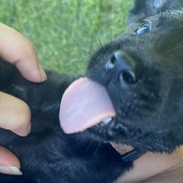 Doc-brown collar - Black Labrador Retriever puppy in Springfield, Missouri from Kellner Labradors