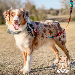 Rosie - Miniature American Shepherd